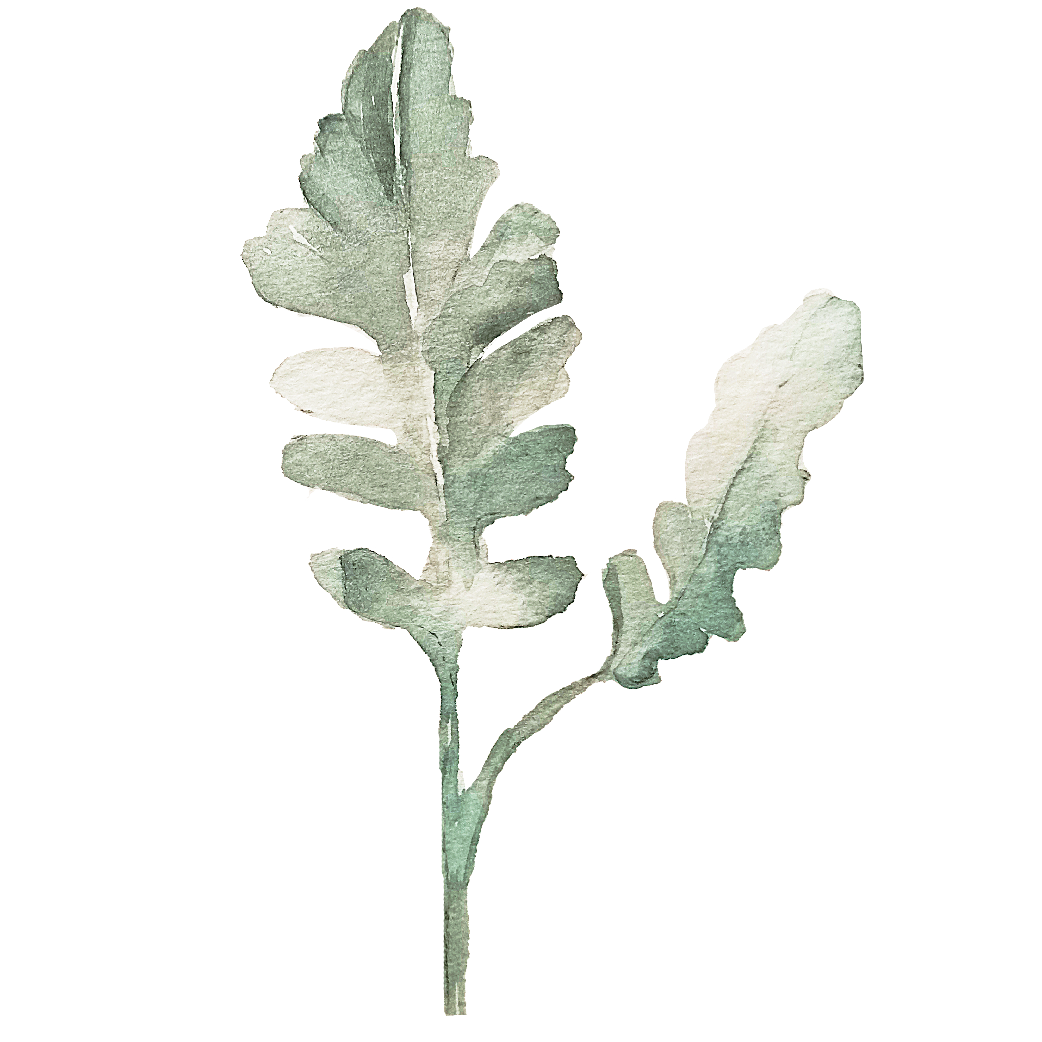 IanMikraz-Watercolor-Dusty-Miller-Leaves-Illustration-Graphics-05