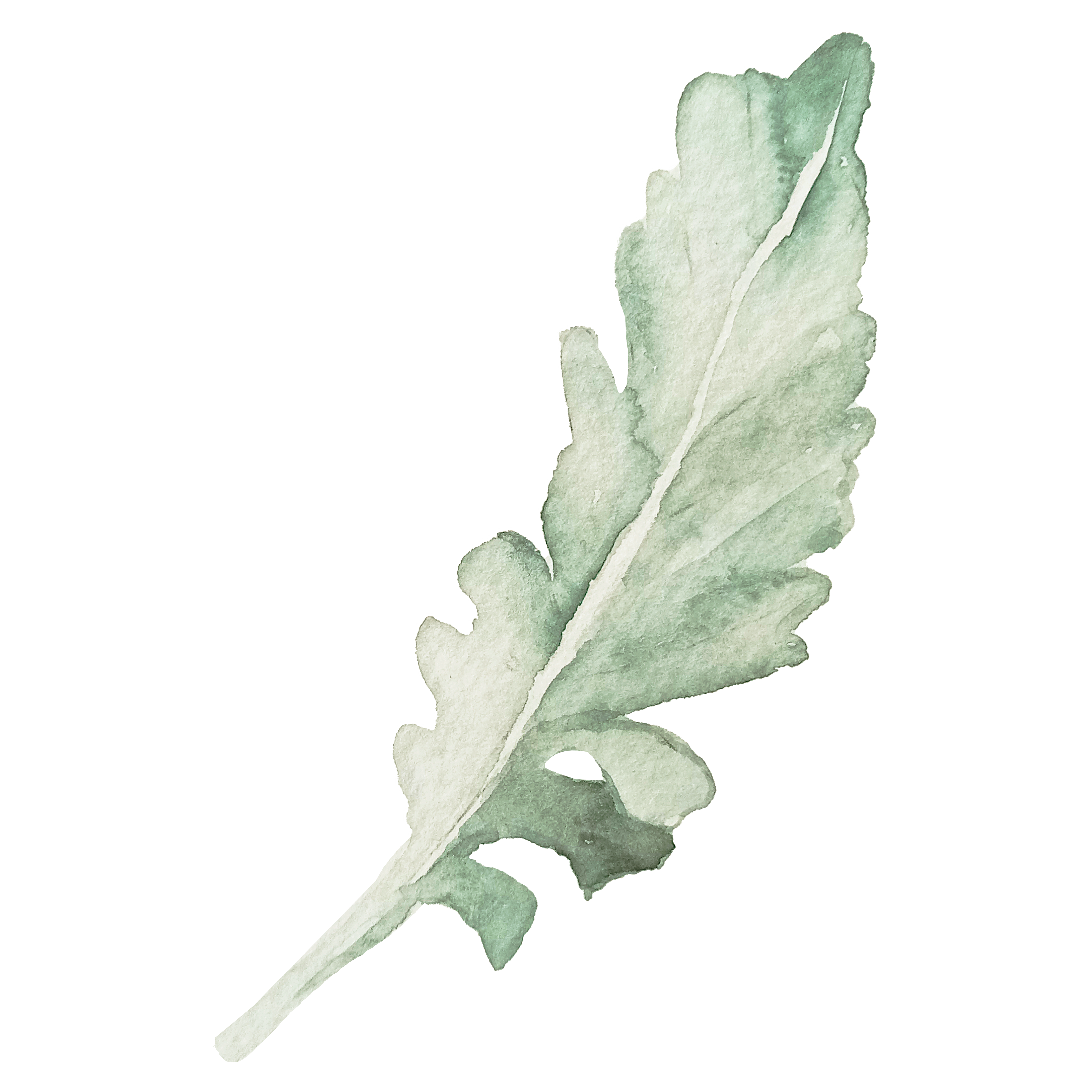 IanMikraz-Watercolor-Dusty-Miller-Leaves-Illustration-Graphics-08